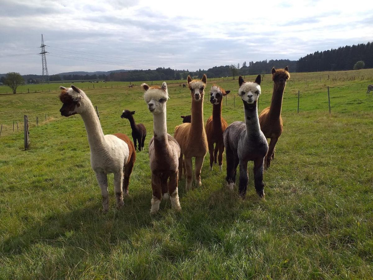 Apartment On An Alpaca Farm In Kierspe Exteriér fotografie
